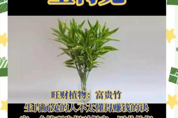 1976年属龙的人五行属什么？如何补运旺财？