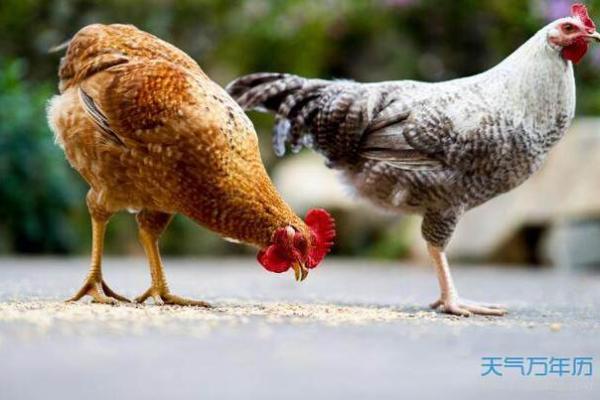 1993年93年属鸡一生三大劫难何时出现？