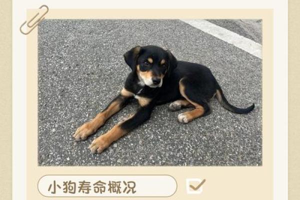 82年狗43岁后财运如何？揭秘晚年财富真相