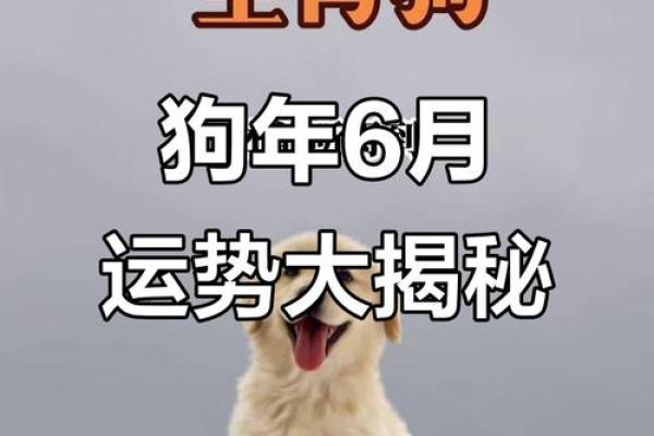 属狗人2026年运势如何？事业财运早知道