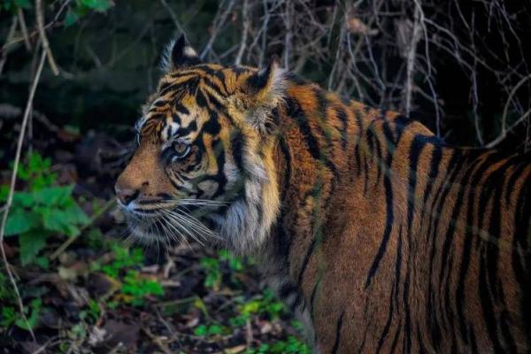 晚年最孤独的生肖是哪四个？提前规划很重要