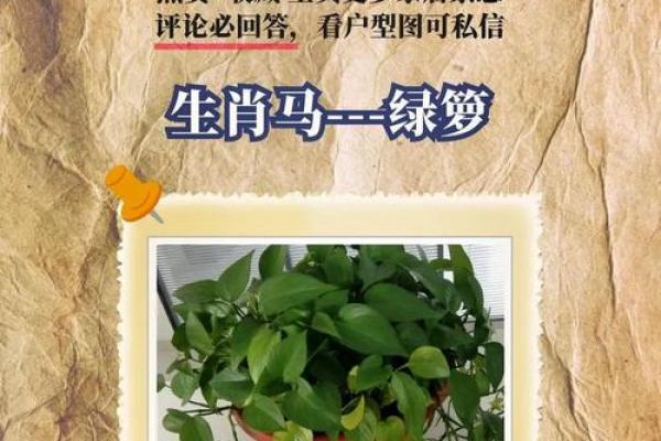 属鼠一生最旺颜色怎么选？实用搭配技巧分享