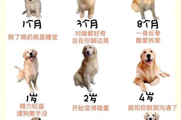 82狗人终身寿命一览表，精准预测你能活多久？