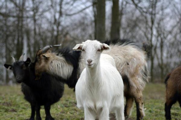 55年的羊寿终多少岁？养羊人必知的寿命常识