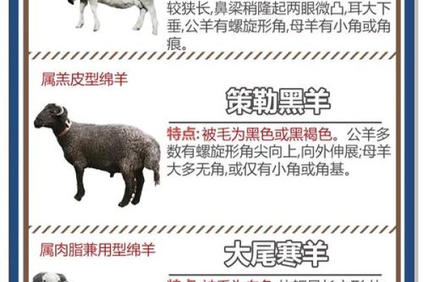 55年的羊寿终多少岁？养羊人必知的寿命常识