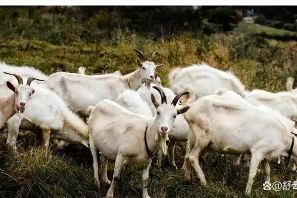 55年的羊寿终多少岁？养羊人必知的寿命常识