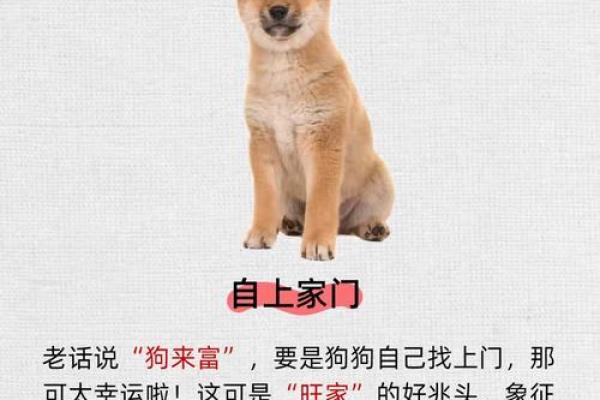 1970年属狗2026年运势如何？事业财运详解