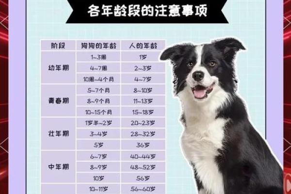 82年女狗最落魄的年龄是几岁？如何化解危机？