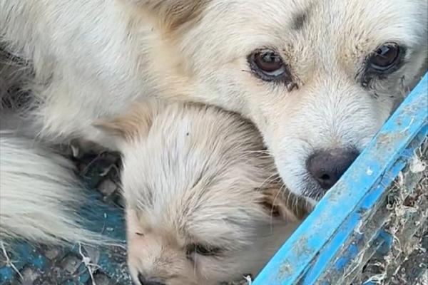 82年女狗最落魄的年龄是几岁？如何化解危机？