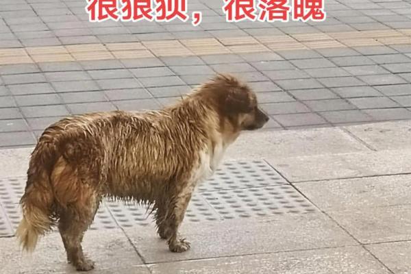 82年女狗最落魄的年龄是几岁？如何化解危机？