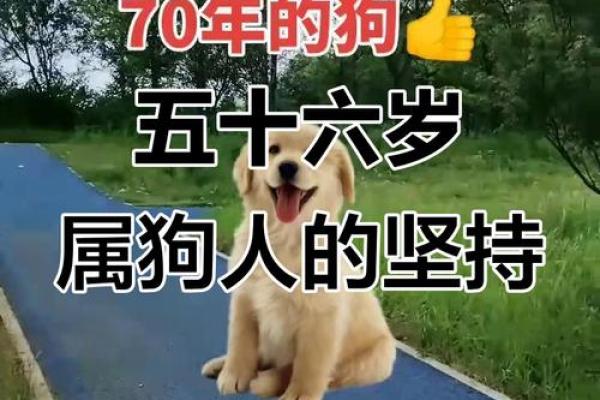 1970年属狗人2026年运势如何？事业财运详解