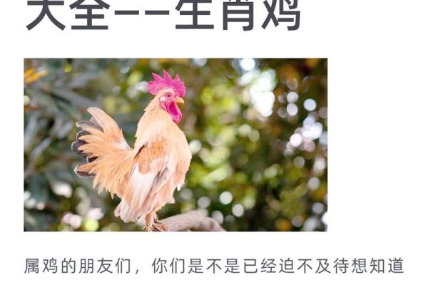 69年属鸡人2026年运势如何？事业财运详解