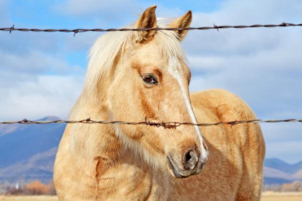 2004年属猴人2026年运势如何?事业财运详解 2004年属猴人2026年运势如何?事业财运详解