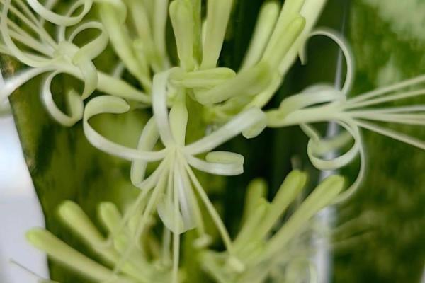 虎皮兰风水大忌属相有哪些？避开这些更旺运