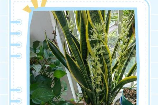 虎皮兰风水大忌属相有哪些？避开这些更旺运