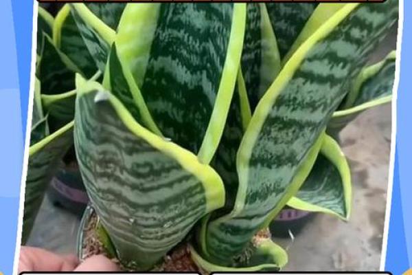 虎皮兰风水大忌属相有哪些？避开这些更旺运