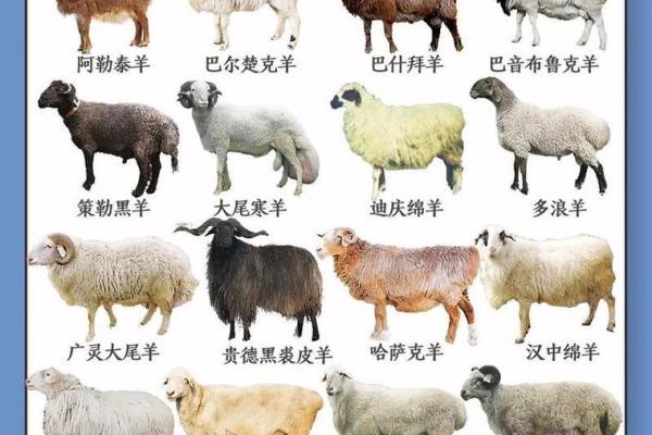 2003年属羊人2026年运势如何？全年运程详解