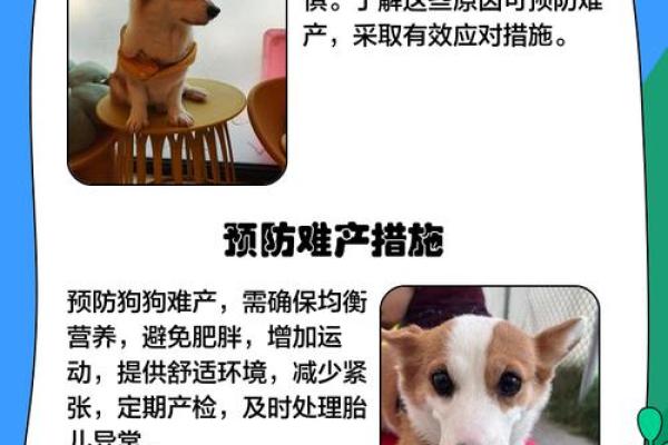 狗女几月出生最不利？生肖专家揭秘避坑指南
