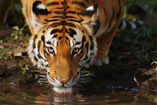 74年虎2026年运势如何？事业财运全面解析