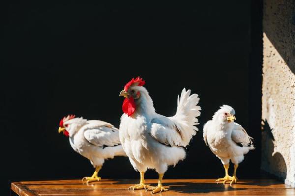 属鸡人发横财的年龄是几岁？揭秘最佳财运时机