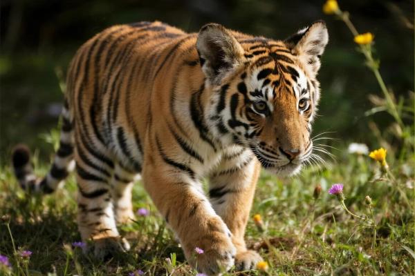 生肖虎2026年财运好吗？事业感情全解析