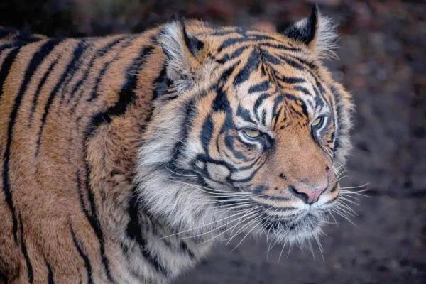 1950年属虎哪年寿终？寿命预测实用指南