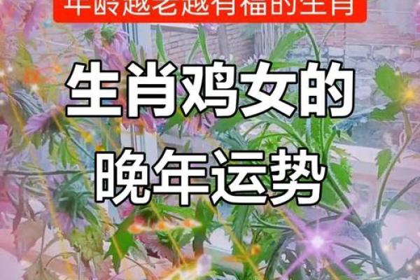 1981年属鸡女2026年运势如何？事业财运详解