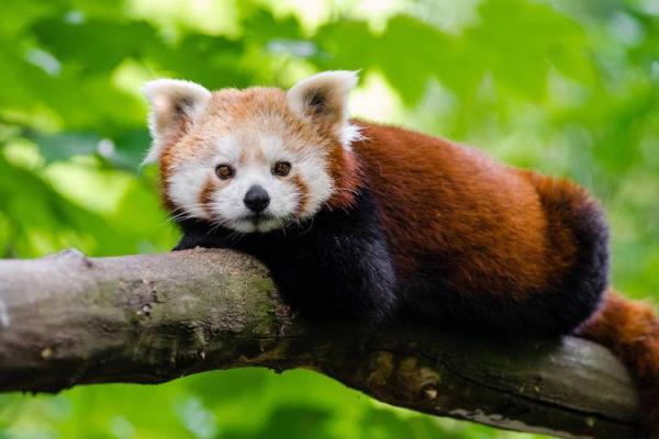 属鼠女性2026年全年运势详解,事业财运和感情健康需要注意什么? 属鼠女性2026年全年运势详解,事业财运和感情健康需要注意什么?