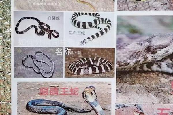 蛇最吉利的三个颜色