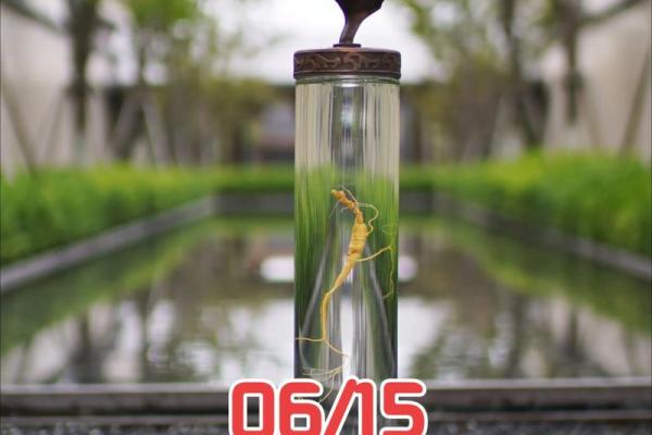 澳门生肖表2025年