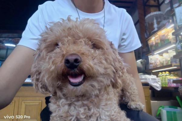 狗和谁是天生一对 狗和谁是天生一对