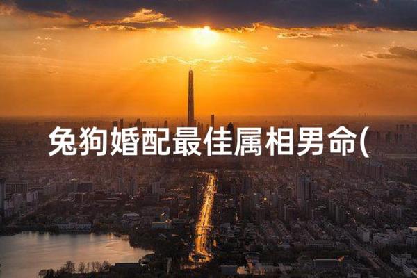 属兔和属狗配不配 属兔和属狗配不配