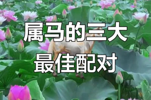 属马和属羊配不配