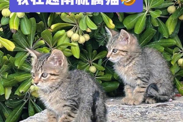 猫最旺三个属相