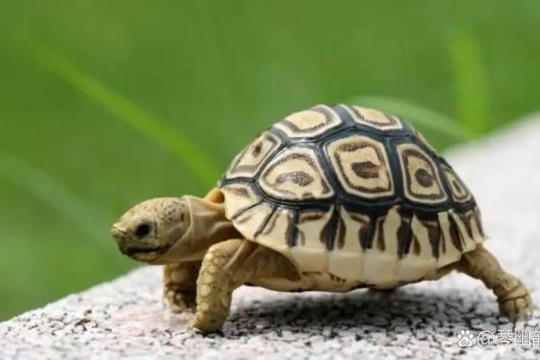 寿命最长的3个生肖