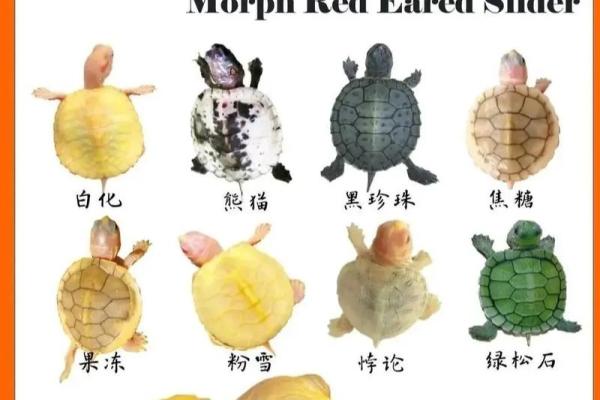 乌龟最旺什么属相