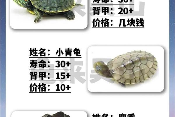 乌龟最旺什么属相