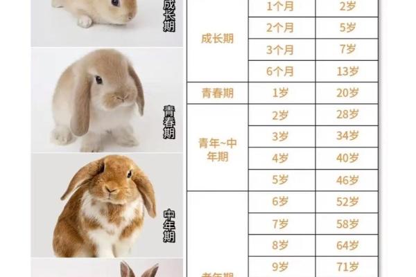 属兔最忌讳的三个属相