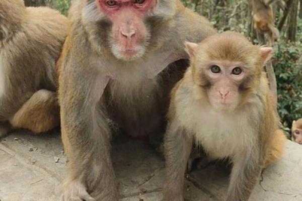 80年猴45岁后两喜缠身