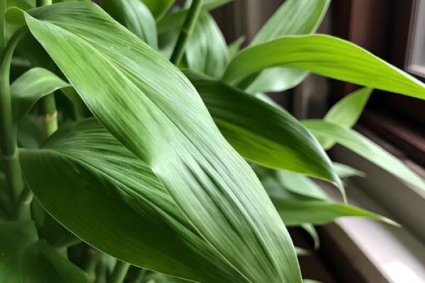 富贵竹最旺的三个属相