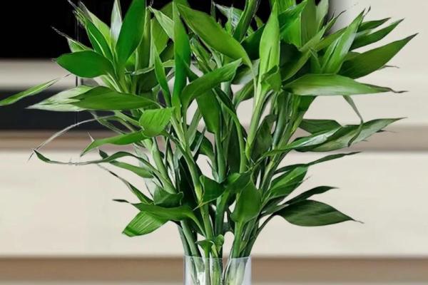 富贵竹最旺的三个属相