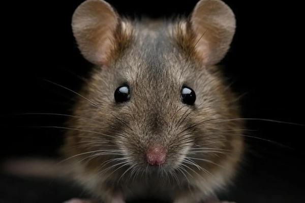 1984年属鼠今年运势