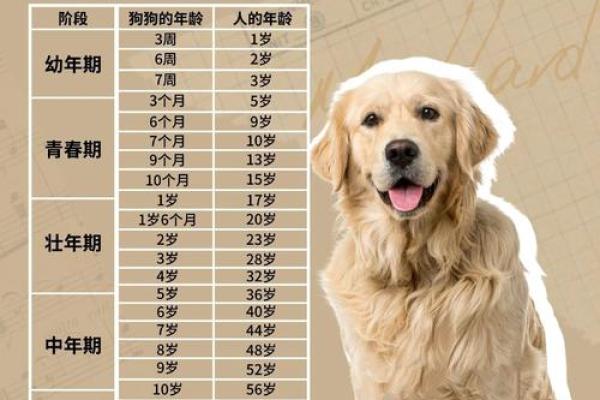 属狗的今年多少岁