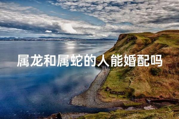 属龙和什么属相最配