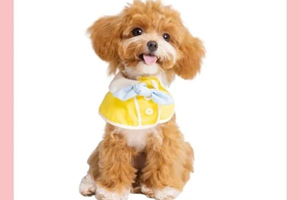 属狗的做什么行业最赚钱