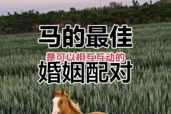 2002年属马的最佳婚配