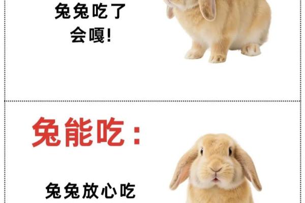 属兔不能带三样东西