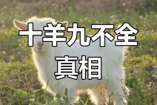 2003属羊男孩一生的命运 2003属羊男长大有出息吗