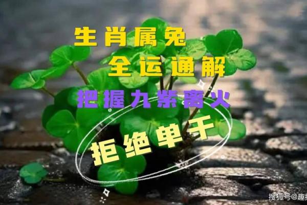 2025属兔大爆发的一年 2025年农历十月属兔运势爆发2025年10月生肖兔大运开启