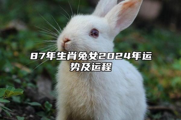 1987年属兔2026年的运势及运程 1987年属兔2026年全年运势解析每月运程详解